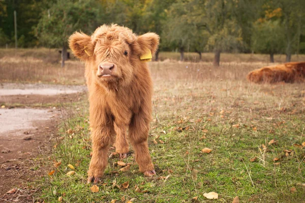 Young Scottish Highland Cattle — Stock Photo, Image