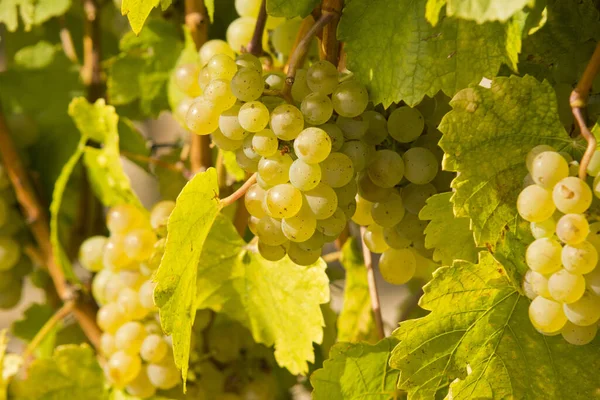 Landrebe Weinberg Trauben — Stockfoto