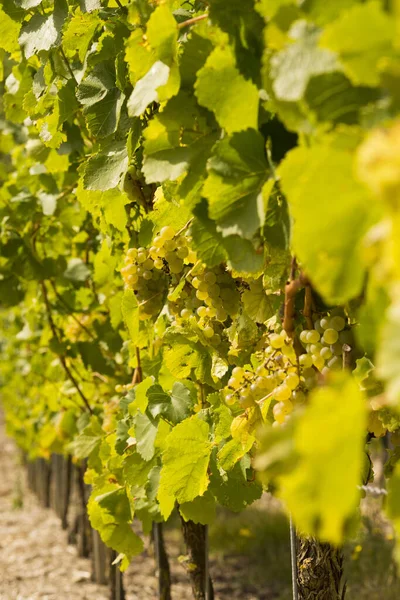 Winorośl Wiejska Winnica Grona Winogron — Zdjęcie stockowe