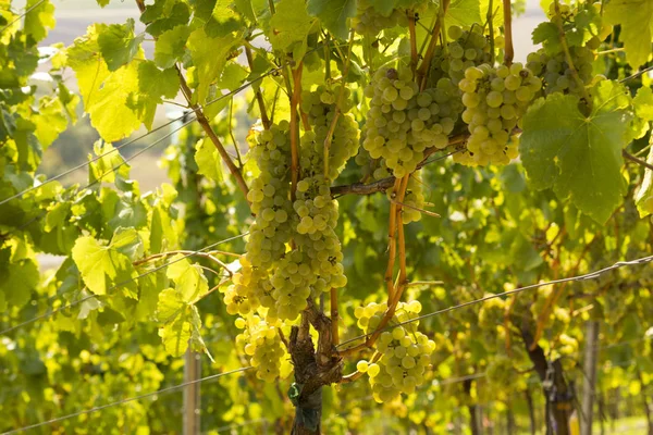 Countryside Grapevine Vineyard Bunches Grapes — Stock Photo, Image