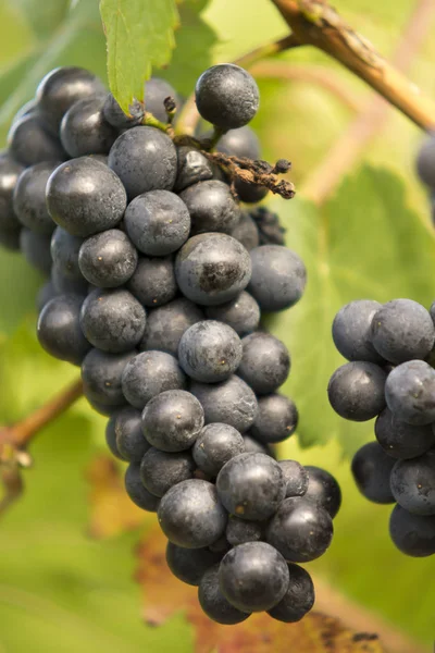 Vid Campo Viñedo Racimos Uvas — Foto de Stock