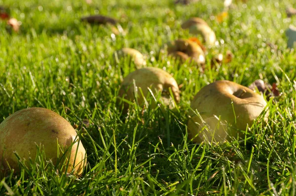 Mantar Büyümesi Doğa Bitkisi Mantar Bitkisi — Stok fotoğraf