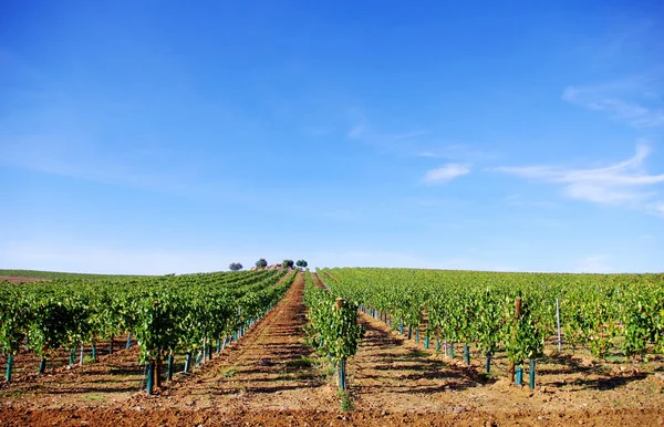 Autumn Vineyard Portugal — Stock Photo, Image