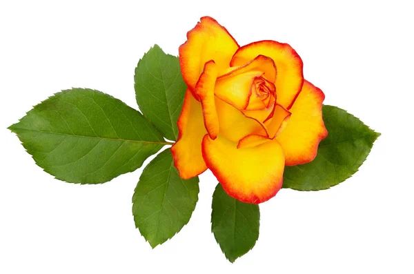 Róża Czerwony Żółty — Zdjęcie stockowe
