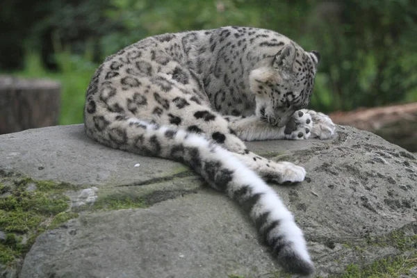 Guepardo Leopardo Gato Depredador Animal — Foto de Stock