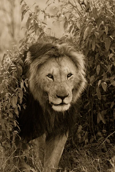 Хищник Кошачий Лев — стоковое фото