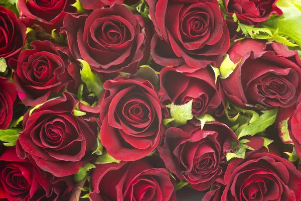 Gran Mazzo Rose Rosse — Foto Stock