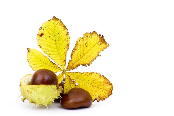 Chestnuts Autumn Leaves — Stock Photo, Image