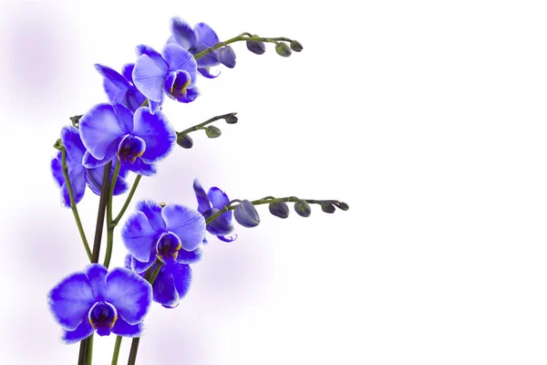 Schöne Violette Orchidee Phalaenopsis — Stockfoto
