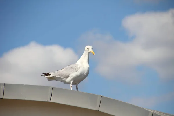 Vista Panorámica Hermoso Pájaro Lindo Gaviota — Foto de Stock