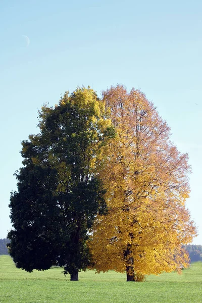 Δέντρα Φθινόπωρο Φθινοπωρινή Εποχή Χλωρίδα Και Φύλλωμα — Φωτογραφία Αρχείου