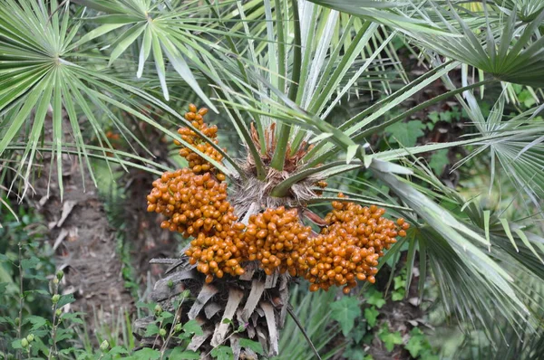 Palmboom Achtergrond Kopieer Ruimte — Stockfoto