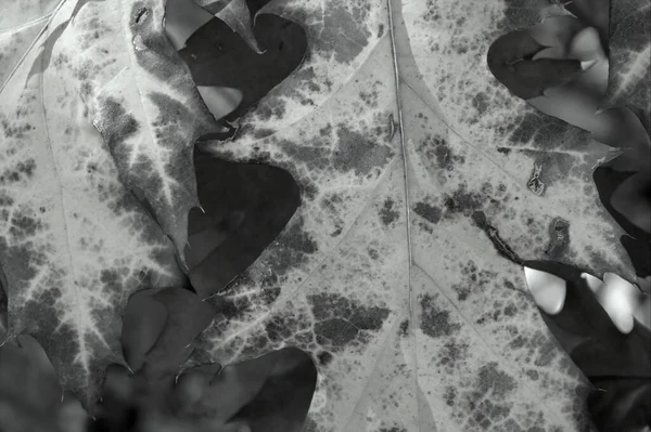 Herfst Bladeren Achtergrond Een Zwart Wit — Stockfoto