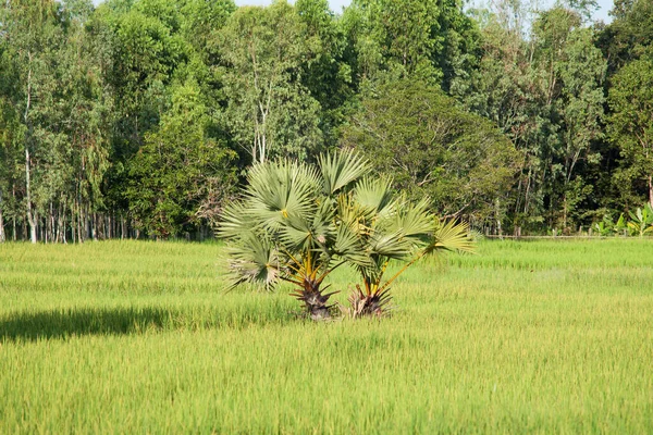 Palm Tree Rice Field Landscape Asia — Stock Photo, Image