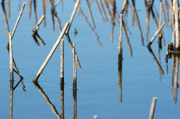 Oberfläche Eines Blauen Sees Mit Teilen Von Schilfpflanzen — Stockfoto