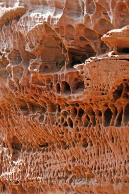 honeycomb weathering in the palatinate forest clipart