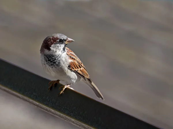 Passero Domestico Passer Domesticus — Foto Stock