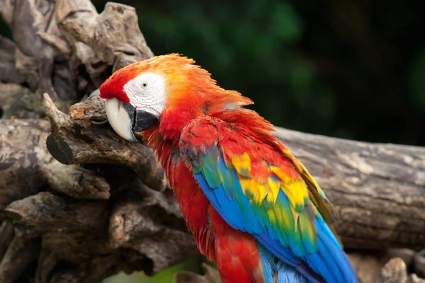 Попугай Экзотическая Птица Тропических Условиях — стоковое фото