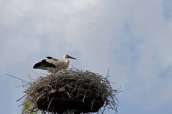 Aussichtsreicher Blick Auf Den Schönen Storchvogel Der Natur — Stockfoto