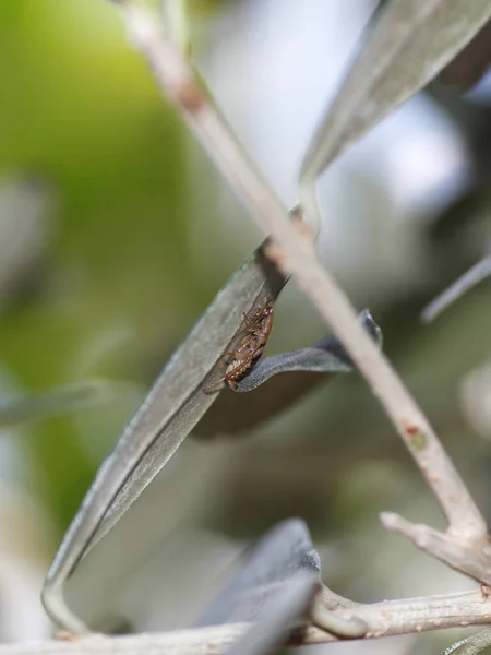 Nahaufnahme Von Insekten Der Natur — Stockfoto