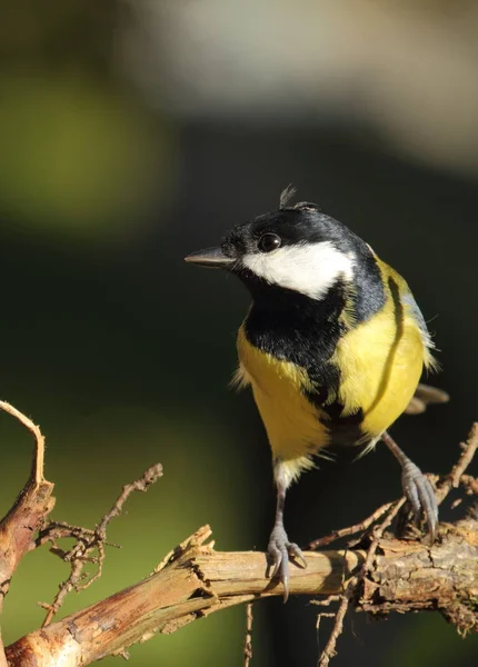 Scenic View Beautiful Great Tit Bird — Stock Fotó