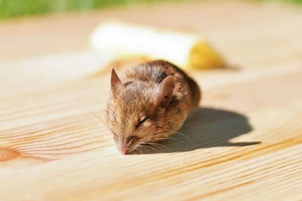 Małe Zwierzę Gryzoń Myszy — Zdjęcie stockowe