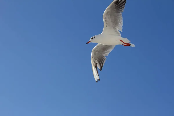 Gaviota Cabeza Negra Vuelo — Foto de Stock