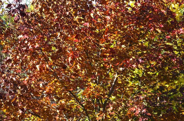 Herbst Zur Schönsten Zeit Des Jahres — Stockfoto