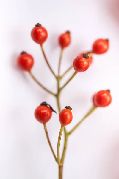 玫瑰臀红莓 — 图库照片