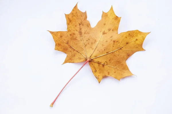 Bello Fogliame Colorato Autunno — Foto Stock