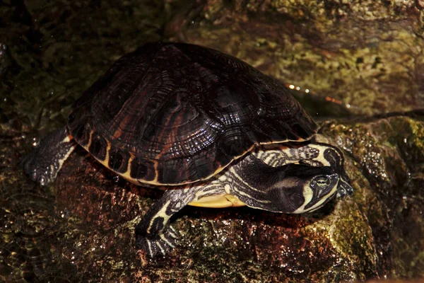 Gad Żółw Zwierzę Natura Fauna — Zdjęcie stockowe