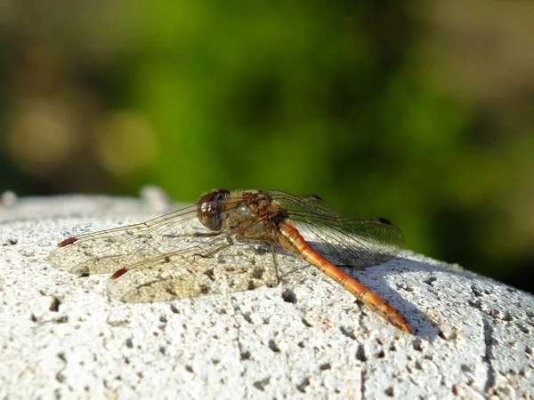 Insecte Libellule Petit Insecte Avec Des Ailes Dans Nature — Photo