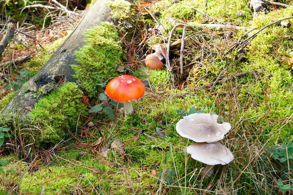 Mouche Toxique Agarique Amanita Muscaria — Photo