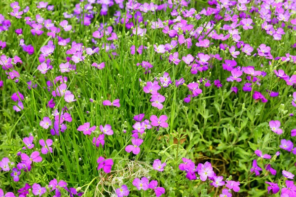 Закрытие Цветов Aubrieta Саду Весной Остланд Германия — стоковое фото