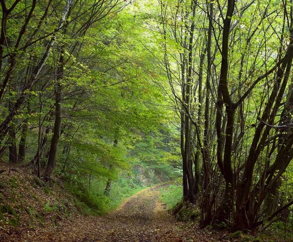 Camino Tierra Bosque Mixto Haya Roble Carpe Día Brumoso Otoño —  Fotos de Stock