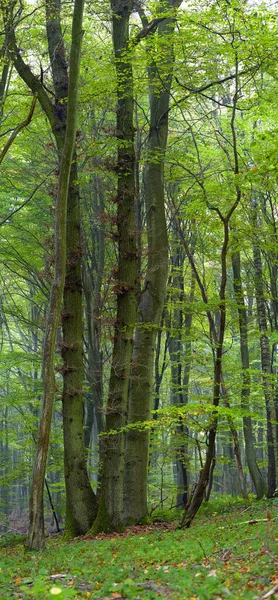 Las Mieszany Buk Grań Dąb Mglisty Dzień Jesień Saara Niemcy — Zdjęcie stockowe