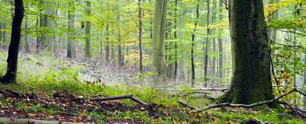 Bosque Mixto Haya Carpe Roble Día Brumoso Otoño Sarre Alemania — Foto de Stock