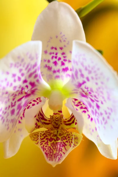 Sarı Arkaplanda Bir Orkide Çiçeğini Kapat — Stok fotoğraf
