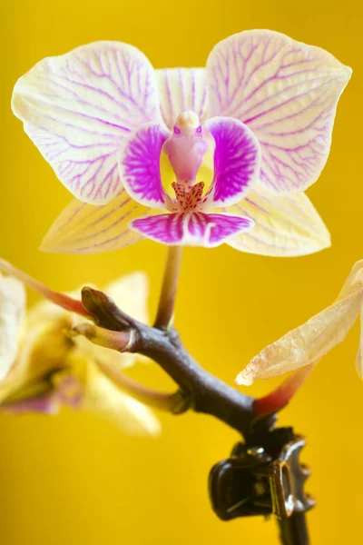 Gros Plan Une Fleur Orchidée Sur Fond Jaune — Photo