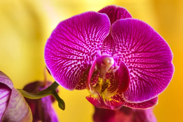 Sarı Arkaplanda Bir Orkide Çiçeğini Kapat — Stok fotoğraf