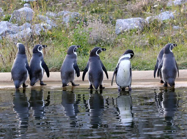 Sieben Humboldt Pinguine Mit Spiegelung — Stockfoto