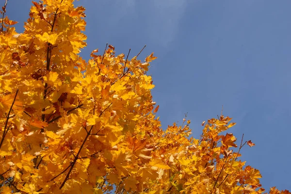 Hermoso Plano Botánico Fondo Pantalla Natural — Foto de Stock