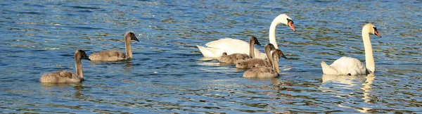 Familia Del Cisne Con Polluelos Lago Starnberg — Foto de Stock