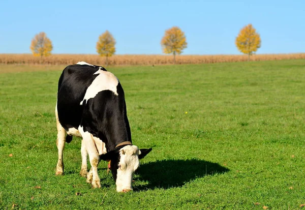 Vaca Pasto —  Fotos de Stock