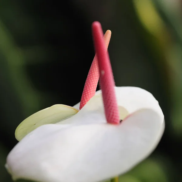Anthurium Flor Tropical Flora —  Fotos de Stock