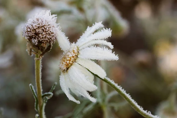 Belles Fleurs Fond Concept Floral — Photo