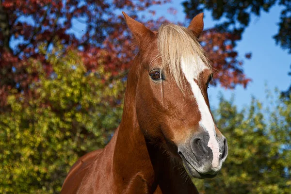 Landleven Selectieve Focus — Stockfoto