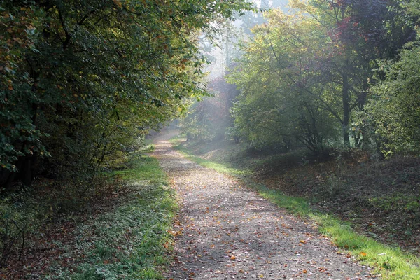 秋の森の小道は — ストック写真