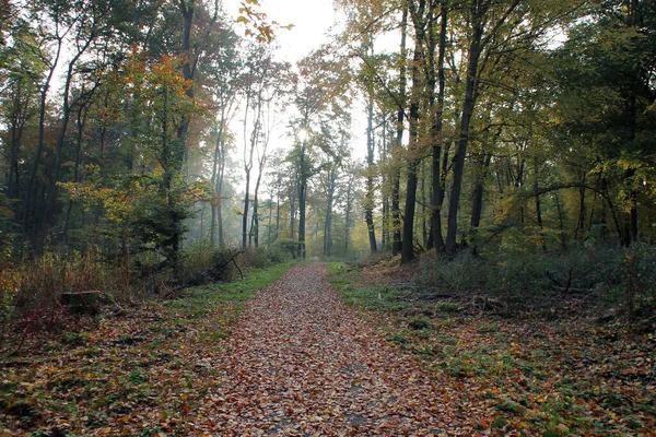 Sentiero Forestale Autunno — Foto Stock