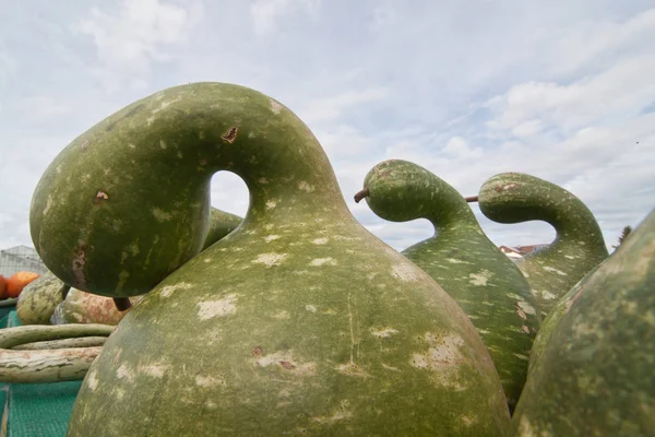 Calabazas Ecológicas Verduras Calabaza Alimentos Vegetales —  Fotos de Stock